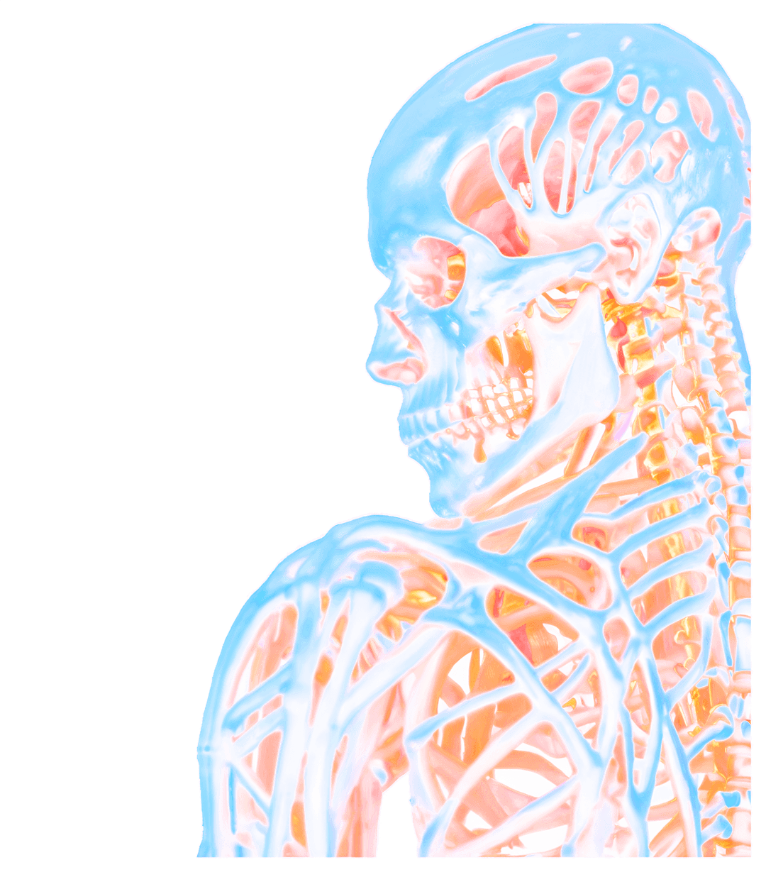 Physiotherapie Anatomie